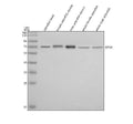 Anti-Zebrafish KIF3A Antibody Picoband®
