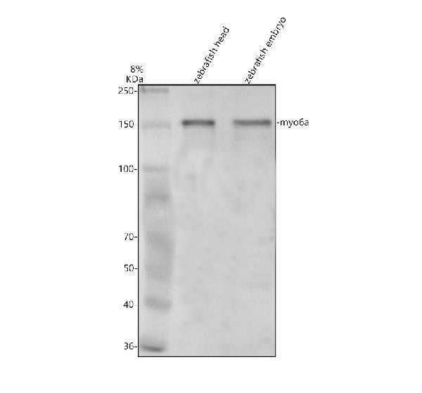 Anti-Zebrafish MYO6A Antibody Picoband®