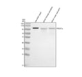 Anti-Zebrafish PROX1a Antibody Picoband®