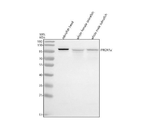 Anti-Zebrafish PROX1a Antibody Picoband®