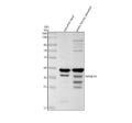 Anti-Zebrafish NFKBIAA Antibody Picoband®