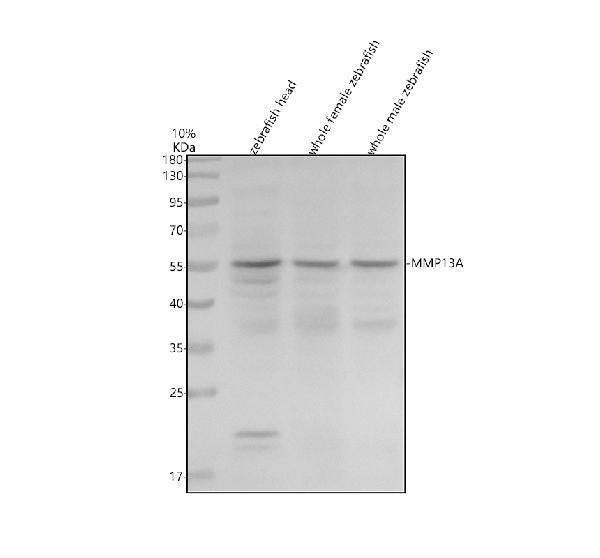 Anti-Zebrafish MMP13A Antibody Picoband®