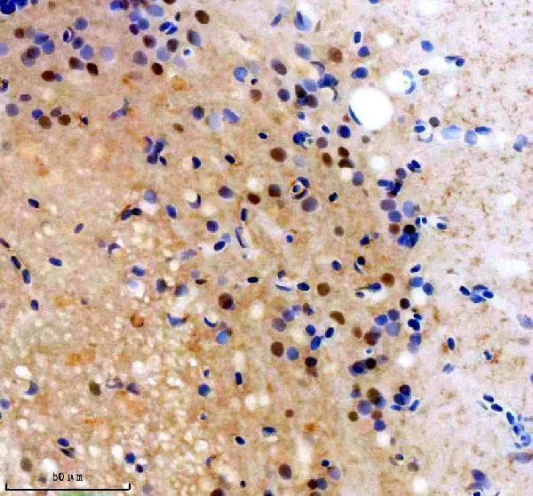 Anti-Zebrafish FOXJ1A Antibody