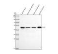 Anti-Zebrafish Flotillin 1/FLOT1 Antibody Picoband®