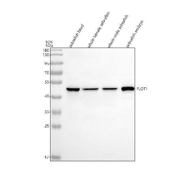 Anti-Zebrafish Flotillin 1/FLOT1 Antibody Picoband®