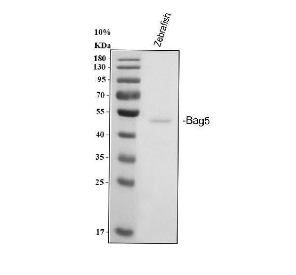 Anti-Zebrafish BAG5 Antibody  Picoband®