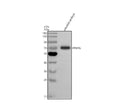 Anti-Zebrafish PPM1G Antibody Picoband®