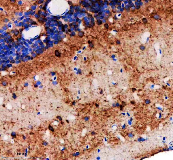 Anti-Zebrafish NEDD8/8l Antibody