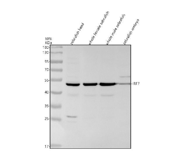 Anti-Zebrafish IRF7 Antibody Picoband®