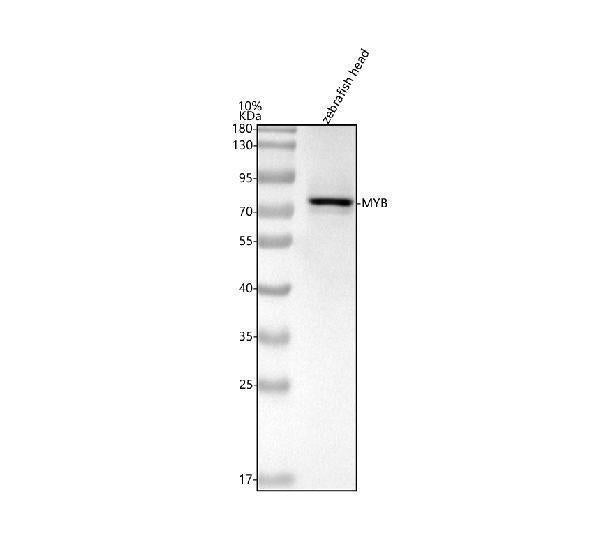Anti-Zebrafish c-Myb/MYB Antibody Picoband®