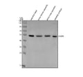 Anti-Zebrafish Caspase 9/CASP9 Antibody Picoband®