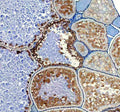 Anti-Zebrafish HSD17B1 Antibody