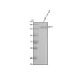Anti-Zebrafish USP7 Antibody Picoband®
