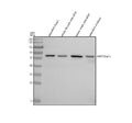 Anti-Zebrafish MAT2Aa/b Antibody Picoband®