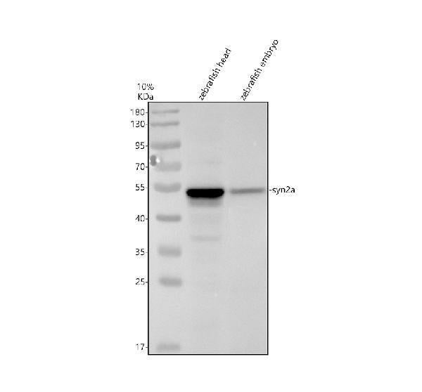 Anti-Zebrafish SYN2A Antibody Picoband®