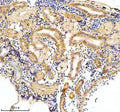 Anti-Zebrafish EIF4A2 Antibody Picoband®