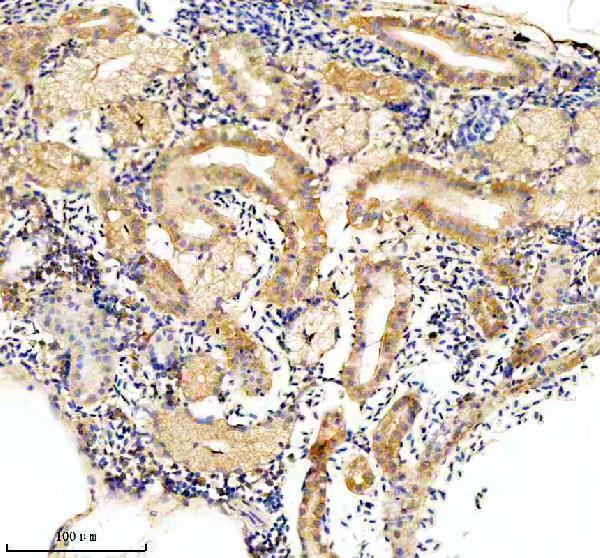 Anti-Zebrafish EIF4A2 Antibody Picoband®