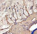 Anti-Zebrafish GRIN1a/b Antibody