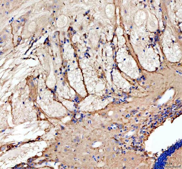 Anti-Zebrafish GRIN1a/b Antibody