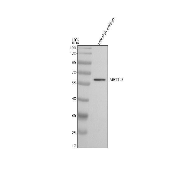 Anti-Zebrafish METTL3 Antibody Picoband®