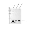Anti-Zebrafish GADD45AA Antibody Picoband®