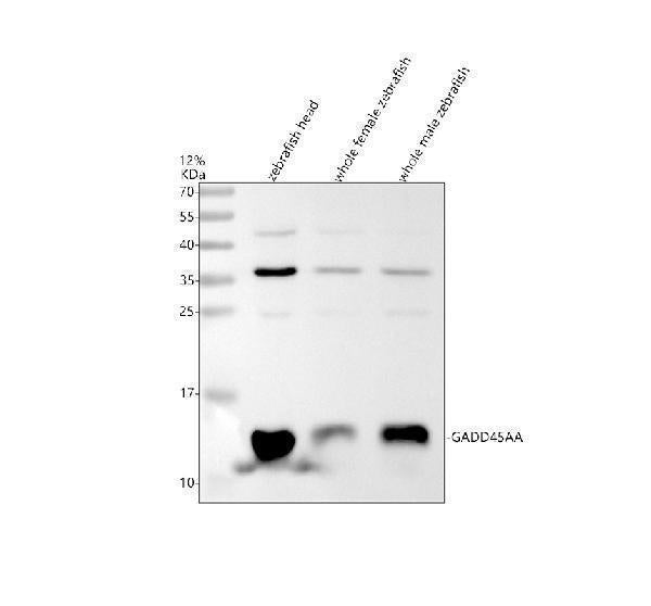 Anti-Zebrafish GADD45AA Antibody Picoband®