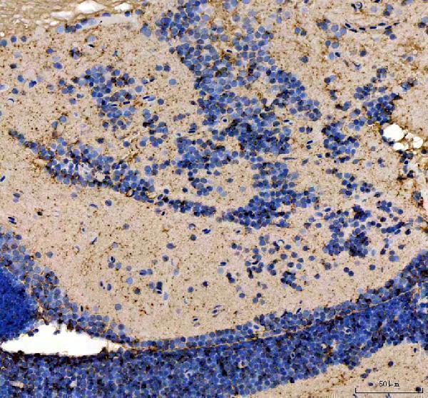 Anti-Zebrafish ATG5 Antibody  Picoband®