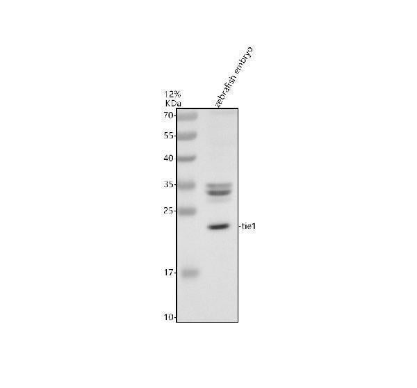 Anti-Zebrafish TIE1 Antibody Picoband®