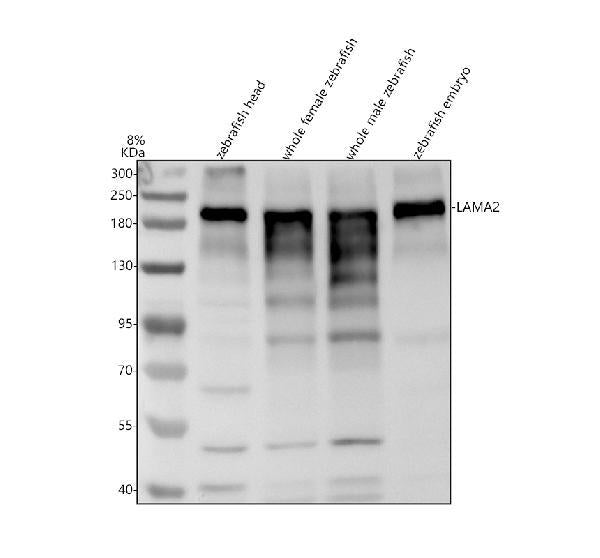 Anti-Zebrafish LAMA2 Antibody Picoband®