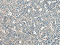 UCN3 Polyclonal Antibody – Figure 1 of 3