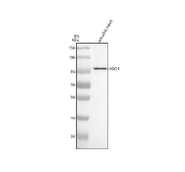 Anti-Zebrafish AGO1 Antibody Picoband®