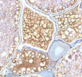 Anti-Zebrafish NDR1 Antibody
