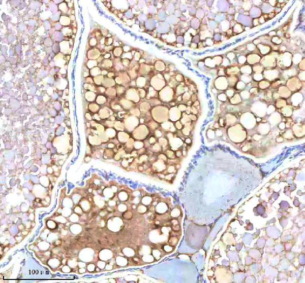 Anti-Zebrafish NDR1 Antibody