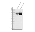Anti-Zebrafish DLB Antibody Picoband®