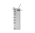 Anti-Zebrafish Chordin/CHRD Antibody Picoband®