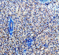 Anti-Zebrafish ACVR1L Antibody