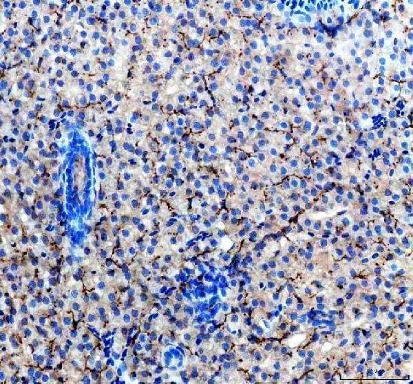 Anti-Zebrafish ACVR1L Antibody