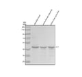 Anti-Zebrafish ZIC1 Antibody Picoband®