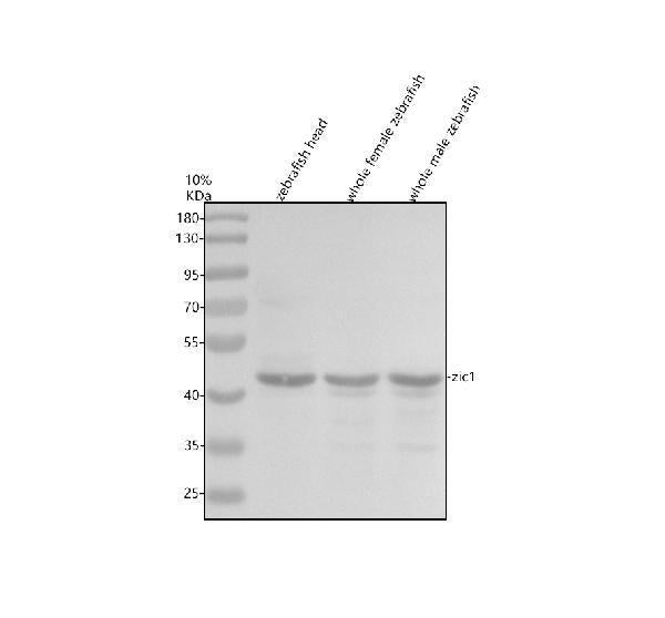 Anti-Zebrafish ZIC1 Antibody Picoband®