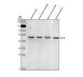 Anti-Zebrafish BMP2B Antibody Picoband®