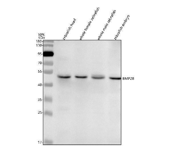 Anti-Zebrafish BMP2B Antibody Picoband®