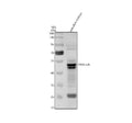 Anti-Zebrafish PAX6(A+B) Antibody Picoband®