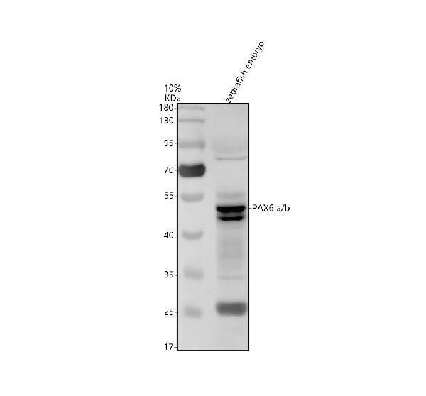 Anti-Zebrafish PAX6(A+B) Antibody Picoband®