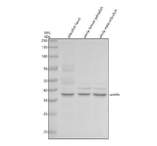 Anti-Zebrafish WNT4A Antibody Picoband®