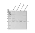 Anti-Zebrafish Cyclin E1/CCNE1 Antibody Picoband®
