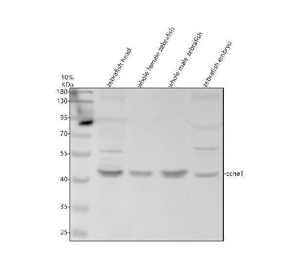 Anti-Zebrafish Cyclin E1/CCNE1 Antibody Picoband®
