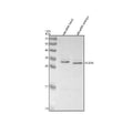 Anti-Zebrafish DLX2A Antibody Picoband®