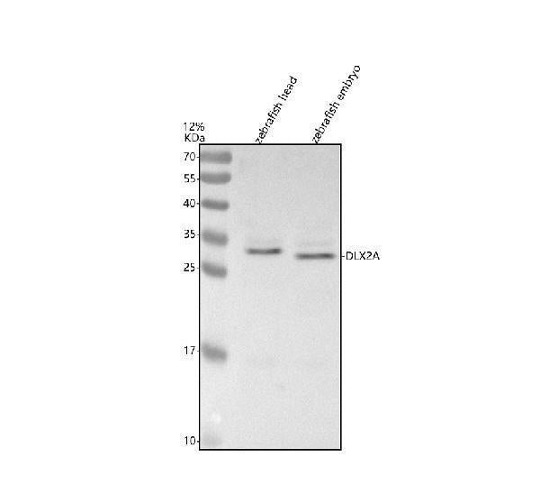 Anti-Zebrafish DLX2A Antibody Picoband®