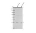 Anti-Zebrafish GSC Antibody Picoband®