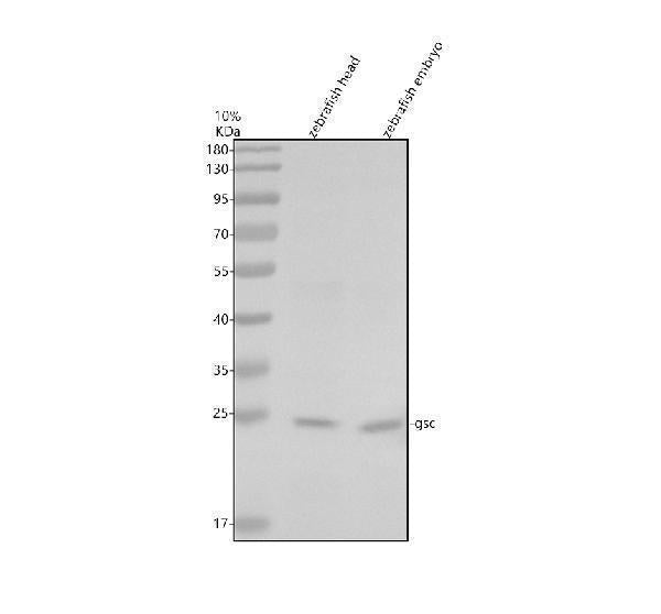 Anti-Zebrafish GSC Antibody Picoband®
